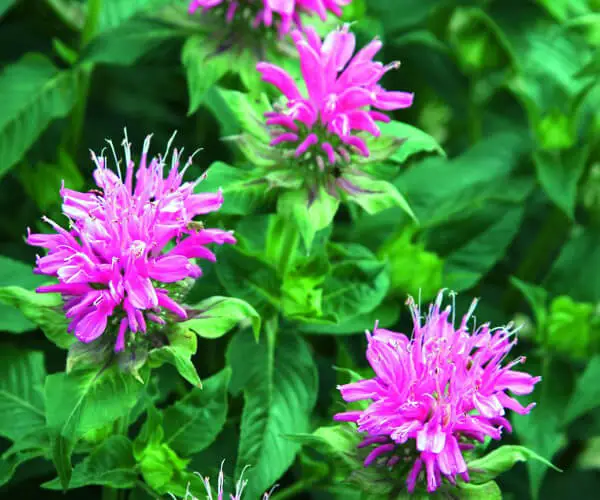 #3. Bee Balm