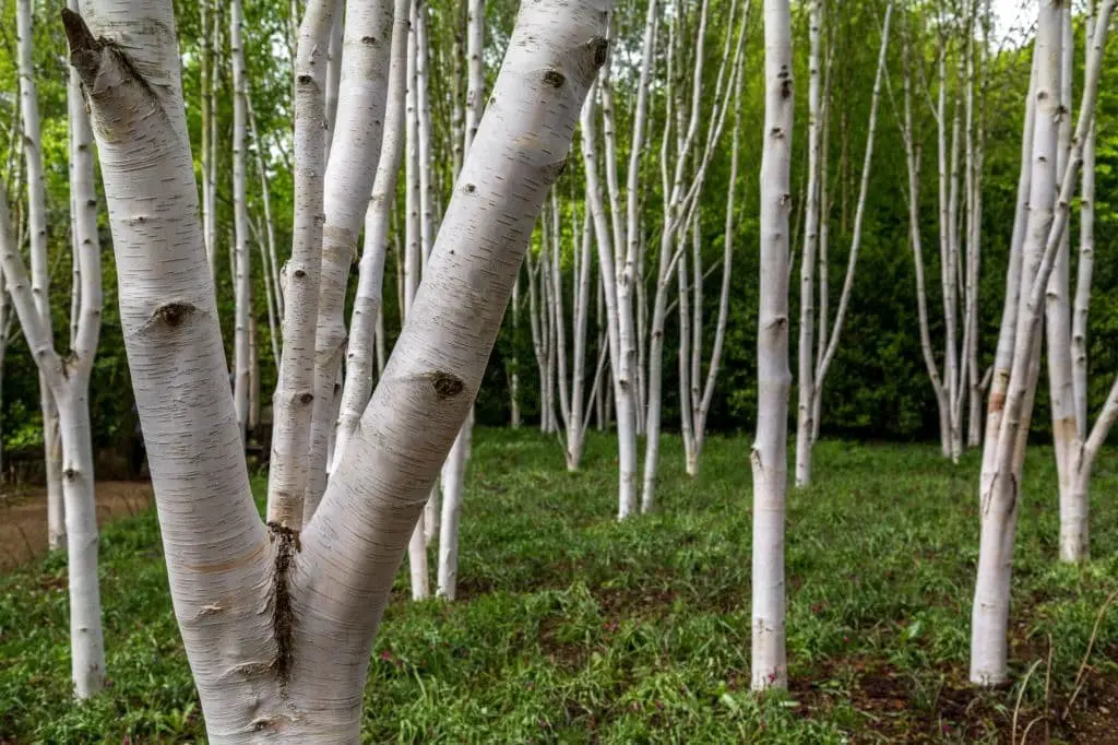 Silver Birch (Betula pendula or B. verrucosa)