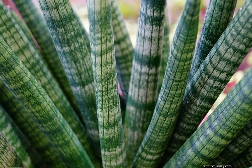 Sansevieria Trifasciata ‘Cylindrica’