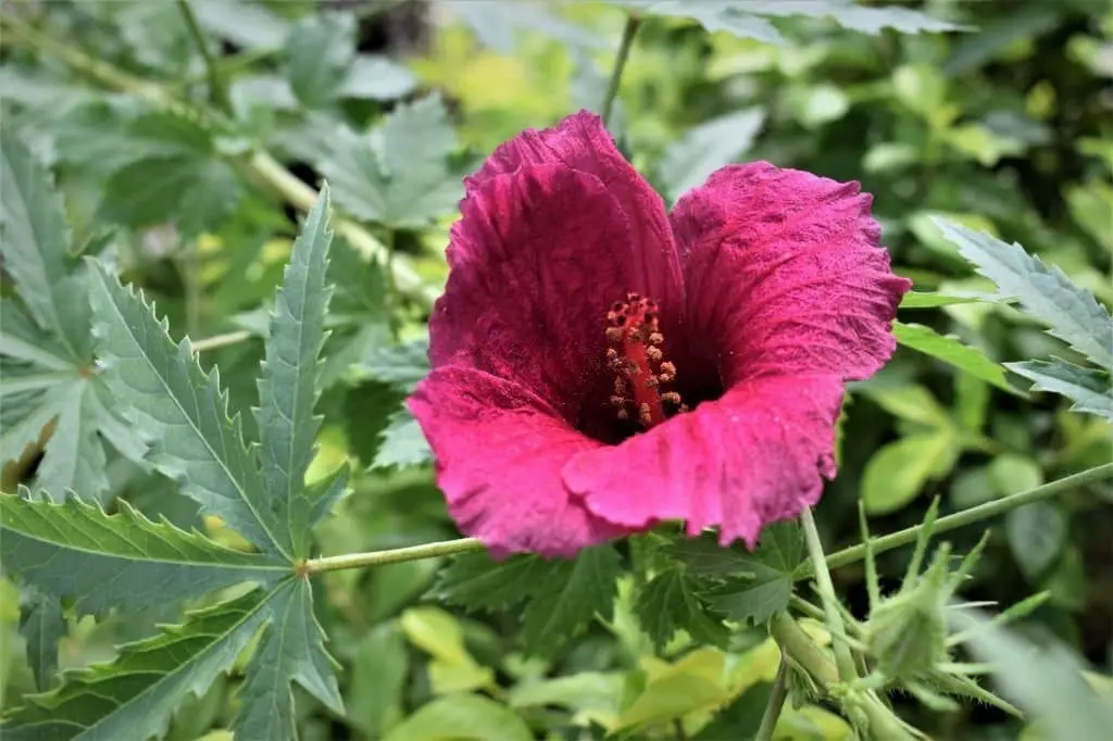 Hibiscus cannabinus (Kenaf)