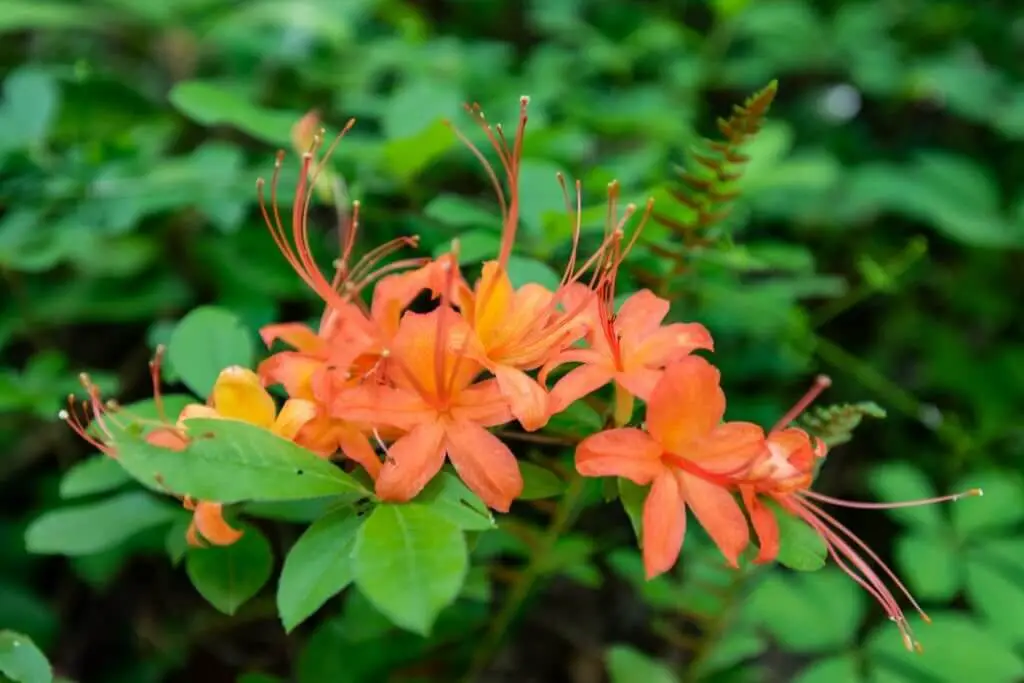 Flame Azalea (Rhododendron Calendulaceum)