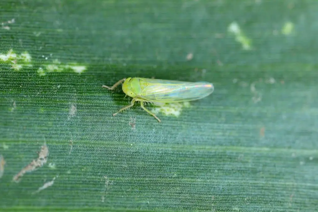 Leafhoppers.