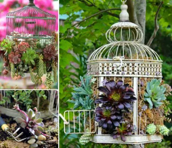 Birdcage Succulents Garden Planter