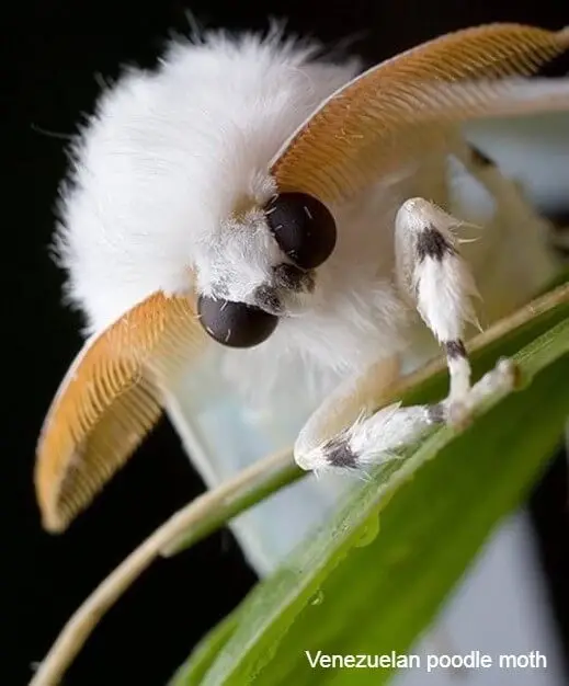 Venezuelan poodle moth