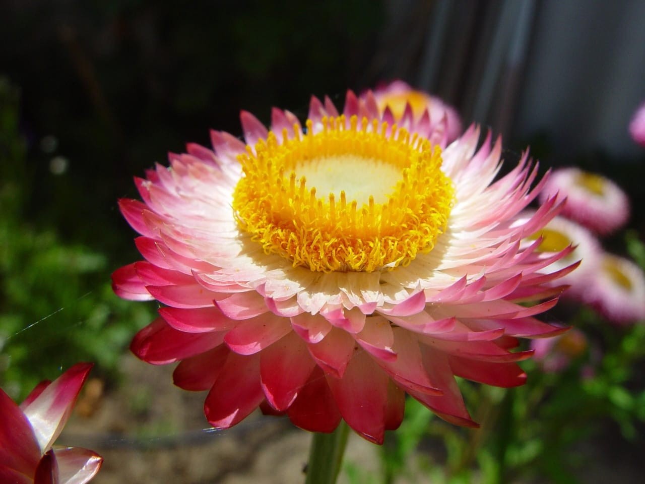 Paper Daisy (Helipterum roseum)