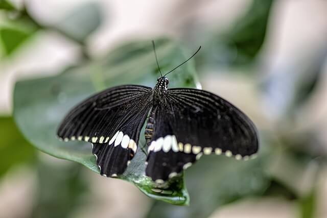 Black butterfly meaning