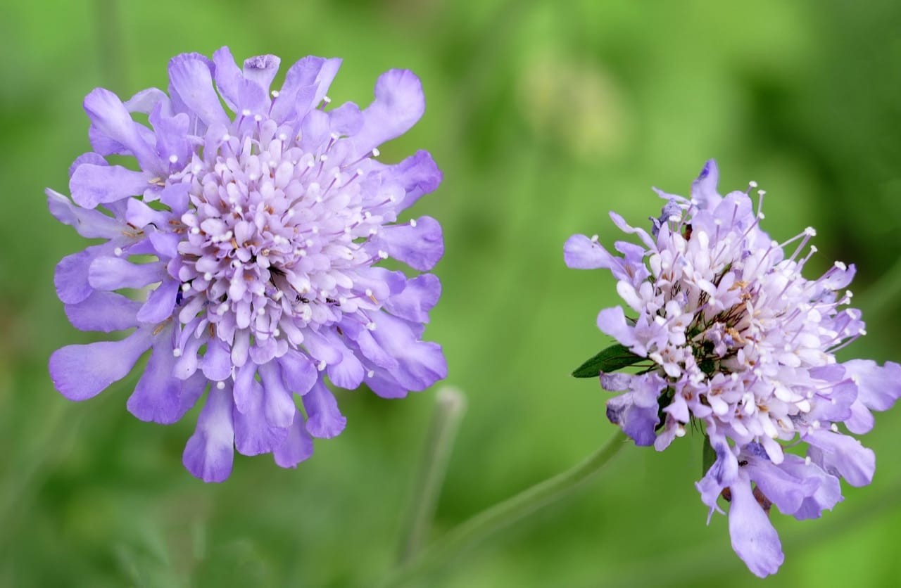 Pincushion flower (Scabiosa caucasica)