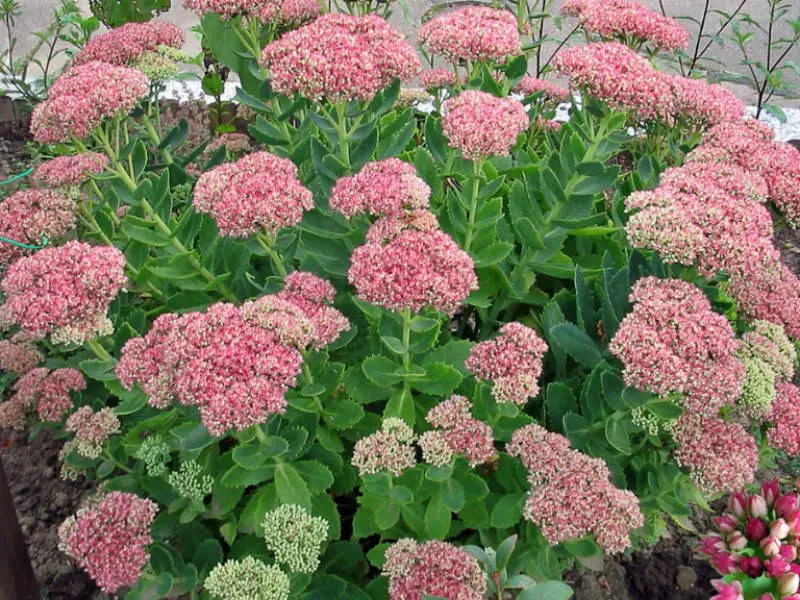 #3. Showy Stonecrop ‘Autumn Joy’