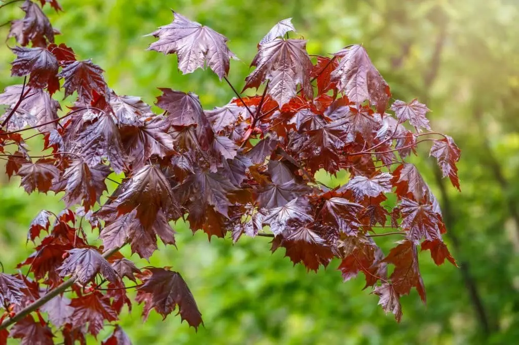 ‘Crimson King’ Norway maple (Acer platanoides ‘Crimson King’)