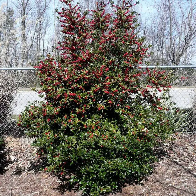 Oak Leaf™ Holly Tree (Ilex x ‘Conaf’ P.P.# 9487)