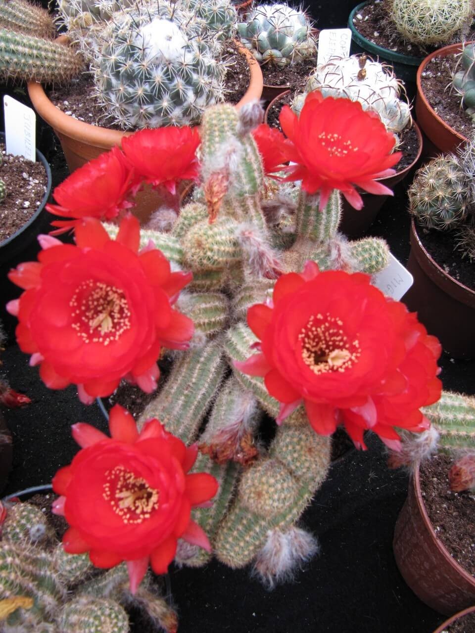 Peanut Cactus (Echinopsis chamaecereus)