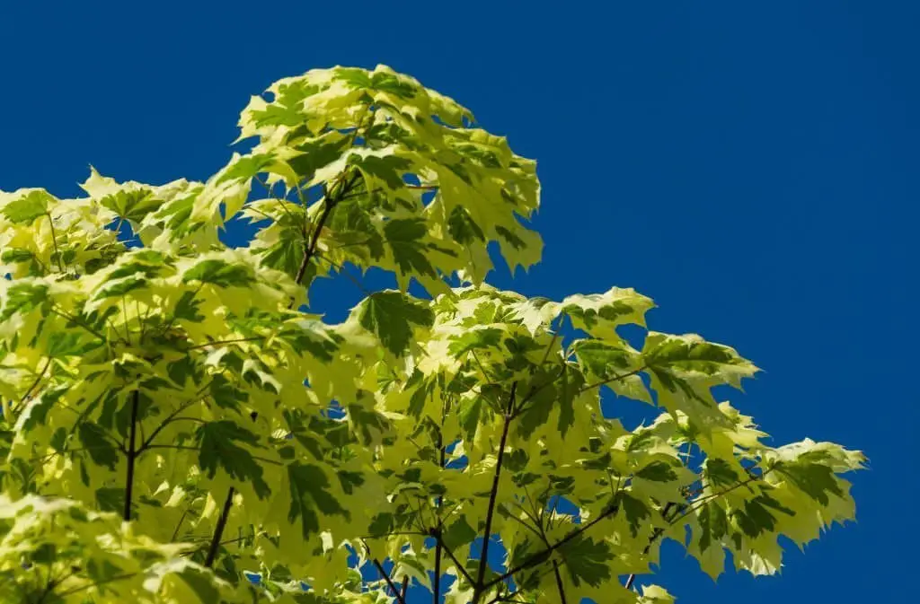 Norway Maple (Acer platanoides).