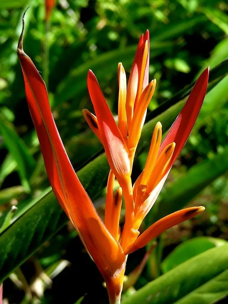 Parrot’s beak (Lotus berthelotii)