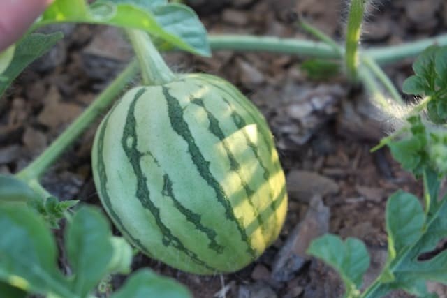 Melons (Cantaloupe and Watermelon)