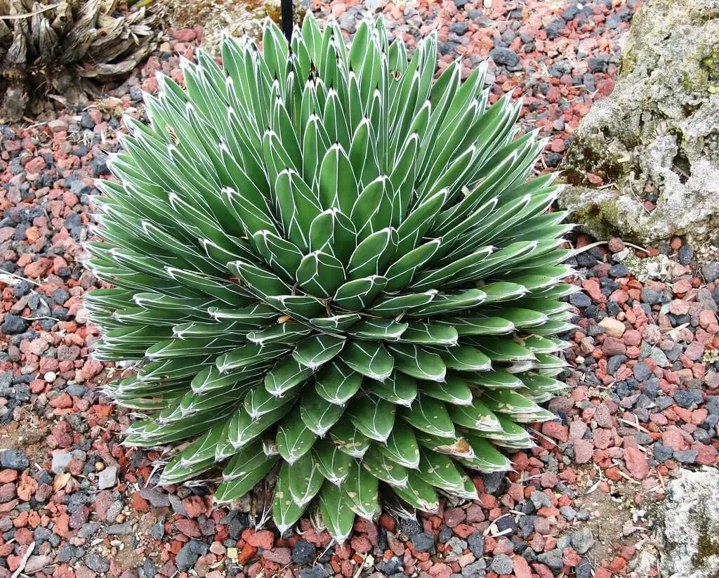 Queen Victoria Agave (Agave victoriae-reginae)