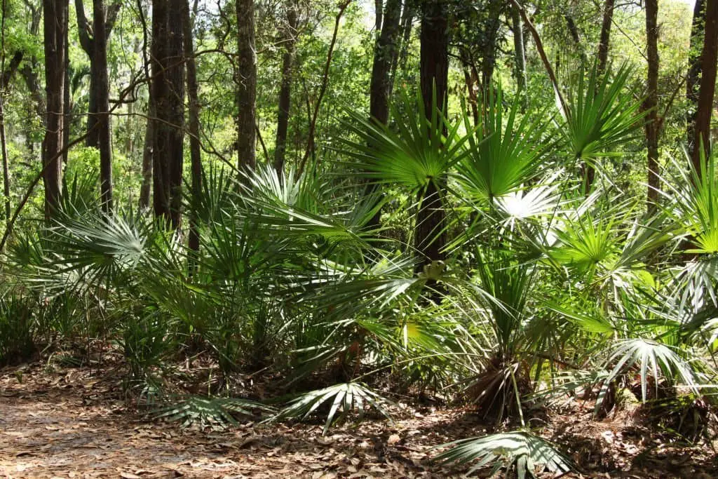 Dwarf Palmetto (Sabal minor).