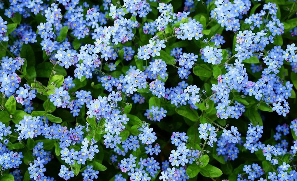 Forget me not