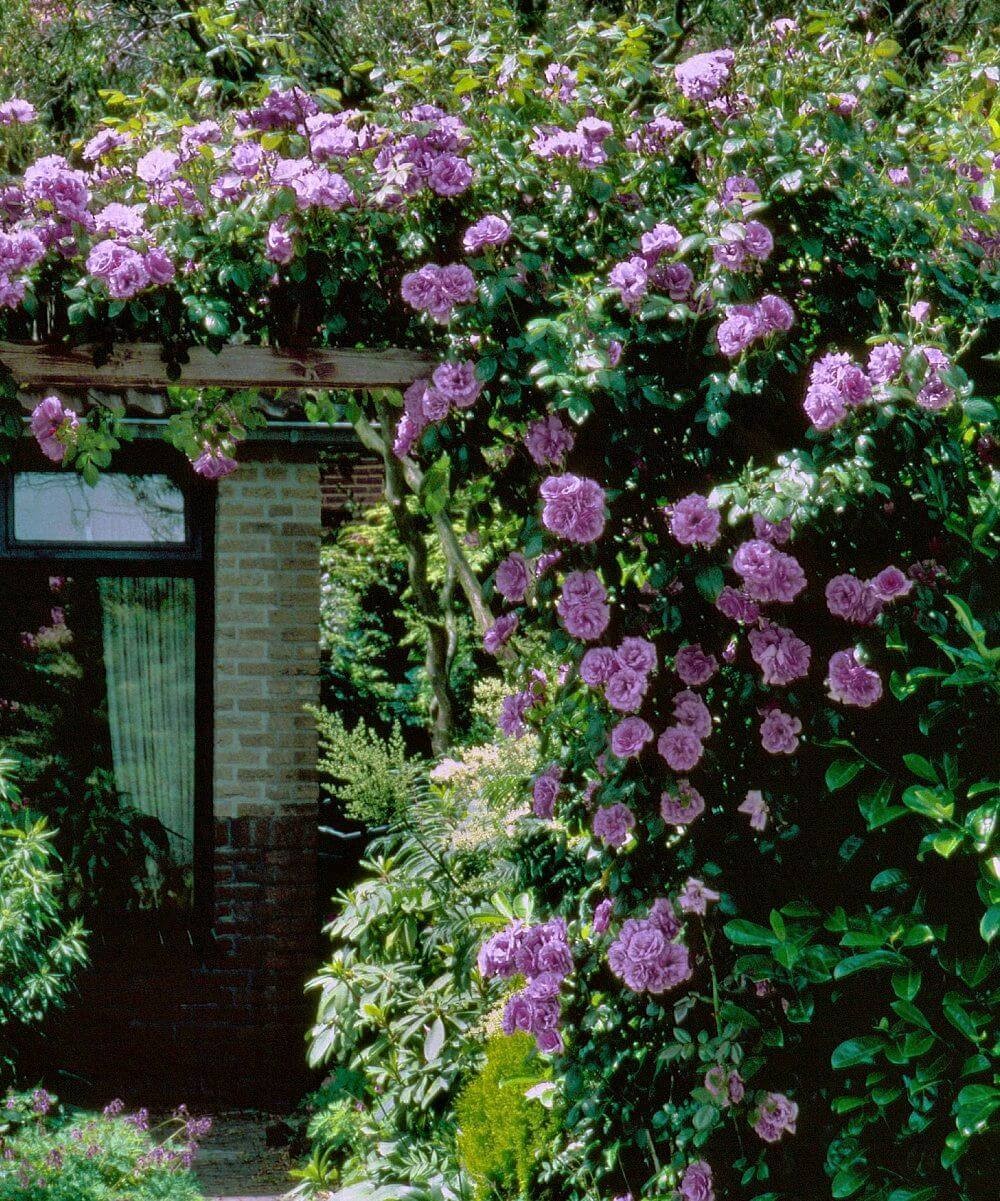 Purple Vining Roses.