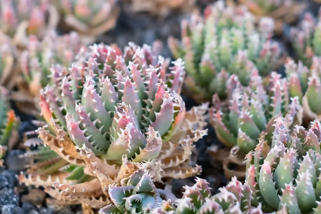 Gold Toothed Aloe (Aloe Nobilis)