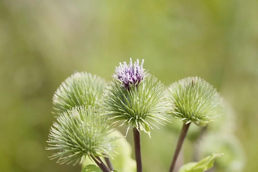 Burdock weed (Arctium asteraceae).