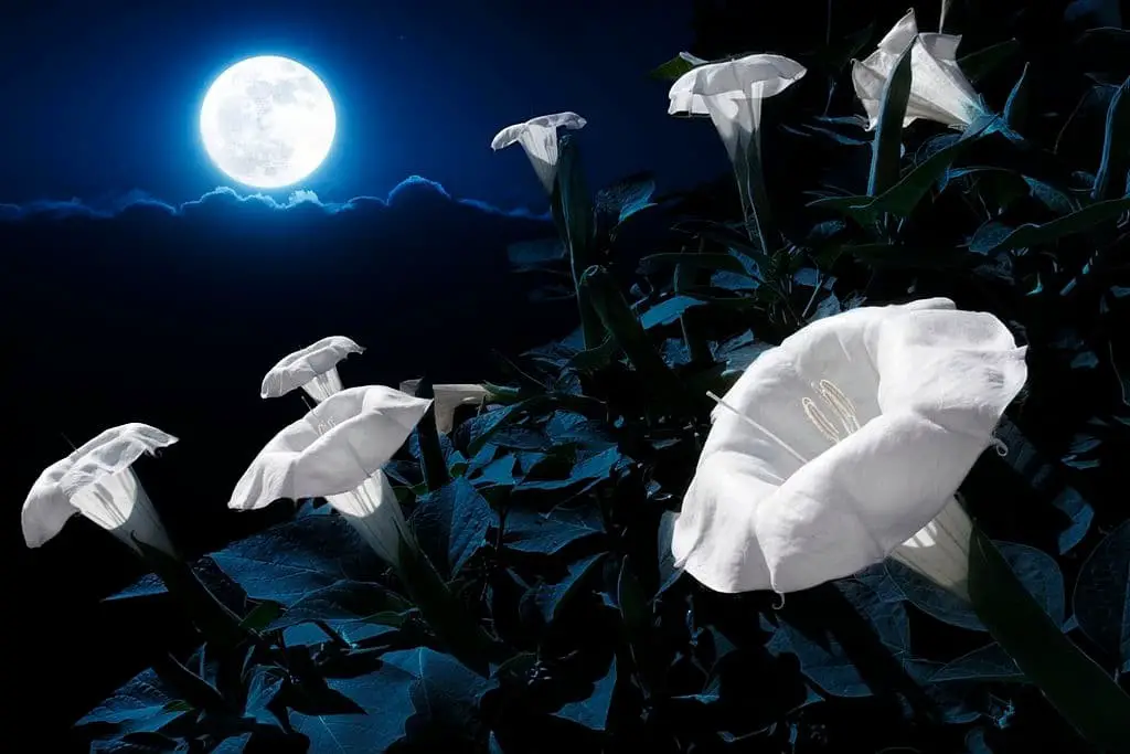 Moonflower