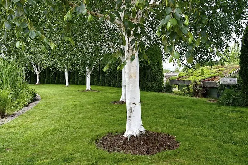 Himalayan Birch (Betula utilis var. jacquemontii)