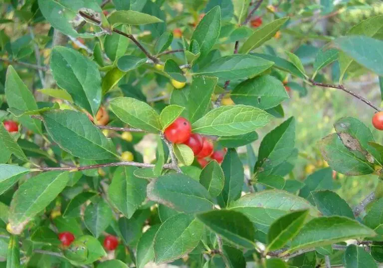 Carolina Holly (Ilex ambigua)