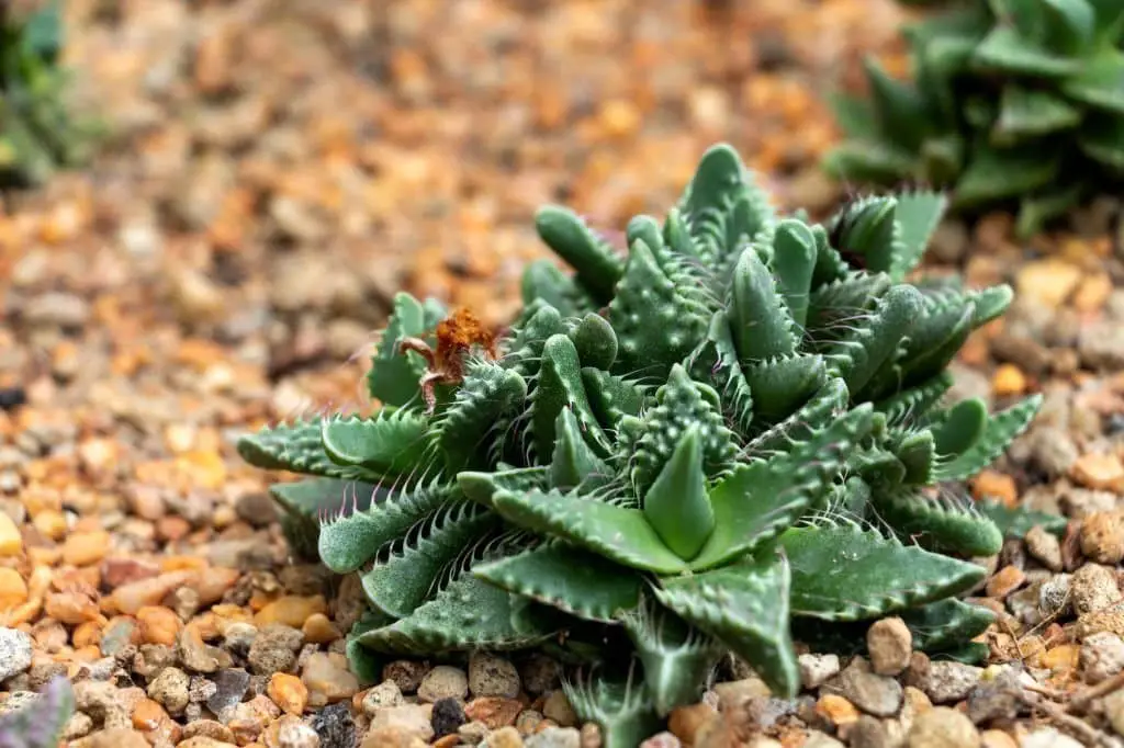 Faucaria.