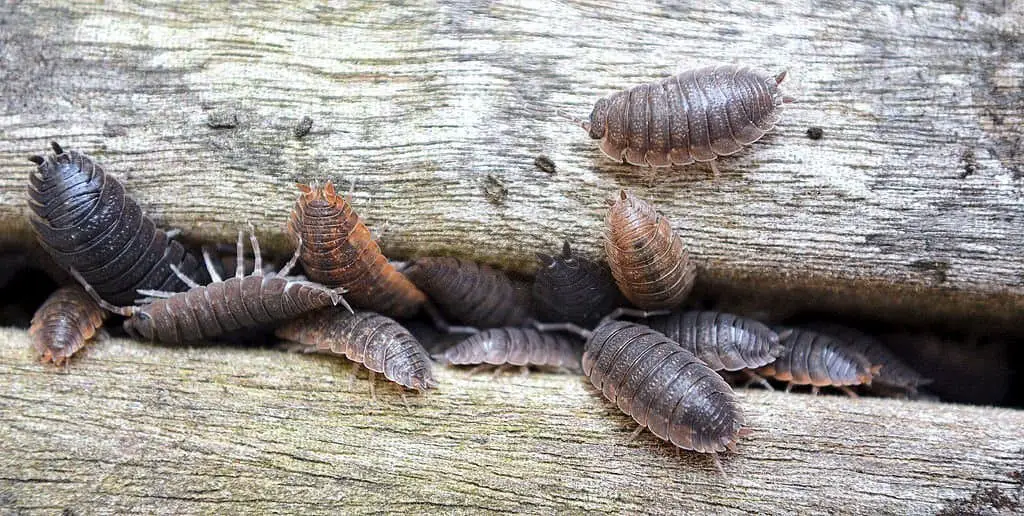 Sow Bugs