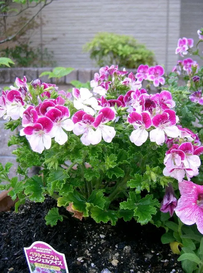 Pelargonium (Angel Eyes)