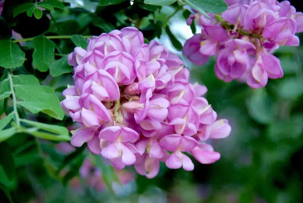 New Mexico Locust (Robinia neomexicana)