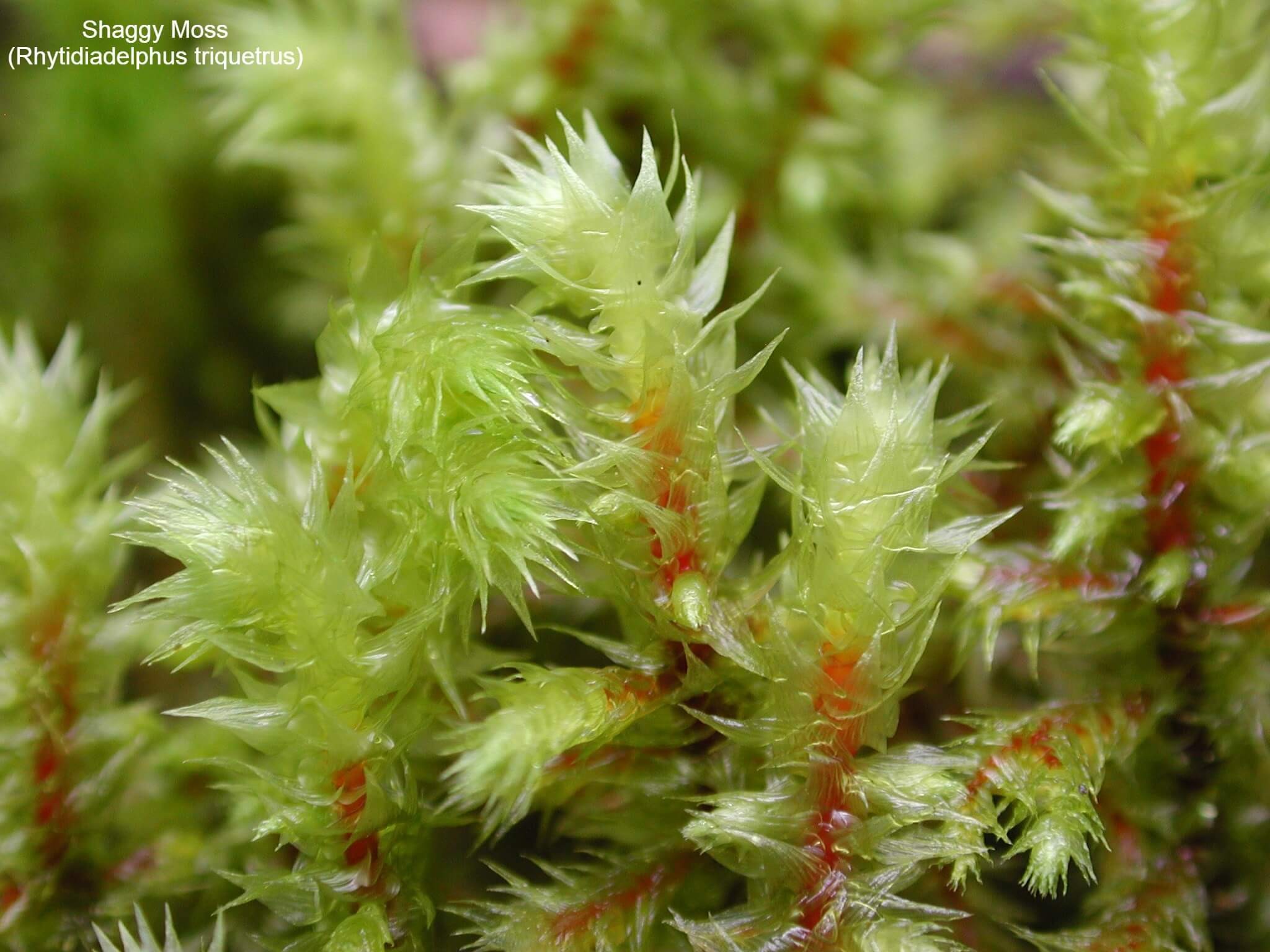 Shaggy Moss (Rhytidiadelphus triquetrus)