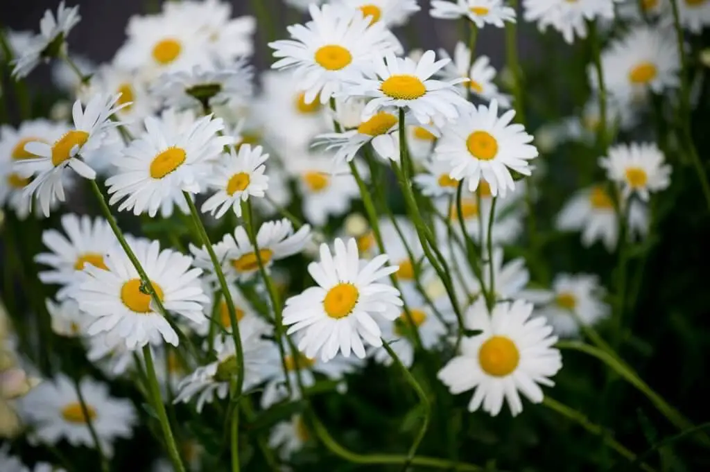 Oxeye Daisy (Leucanthemum vulgare).