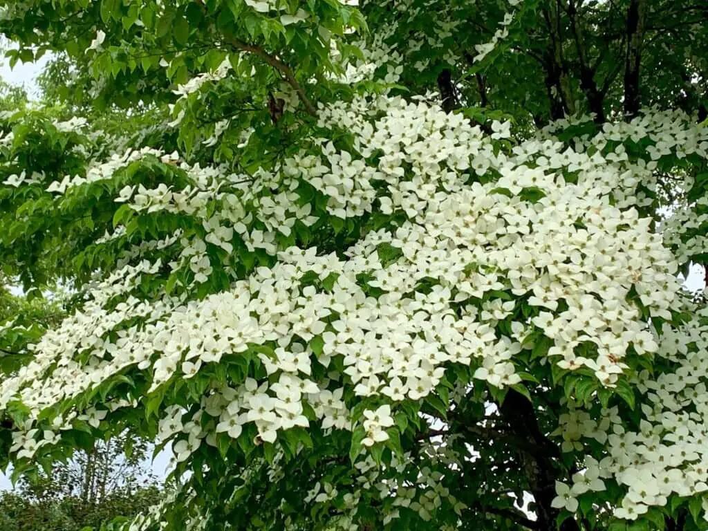 Kousa Dogwood Heart Throb (Cornus kousa).