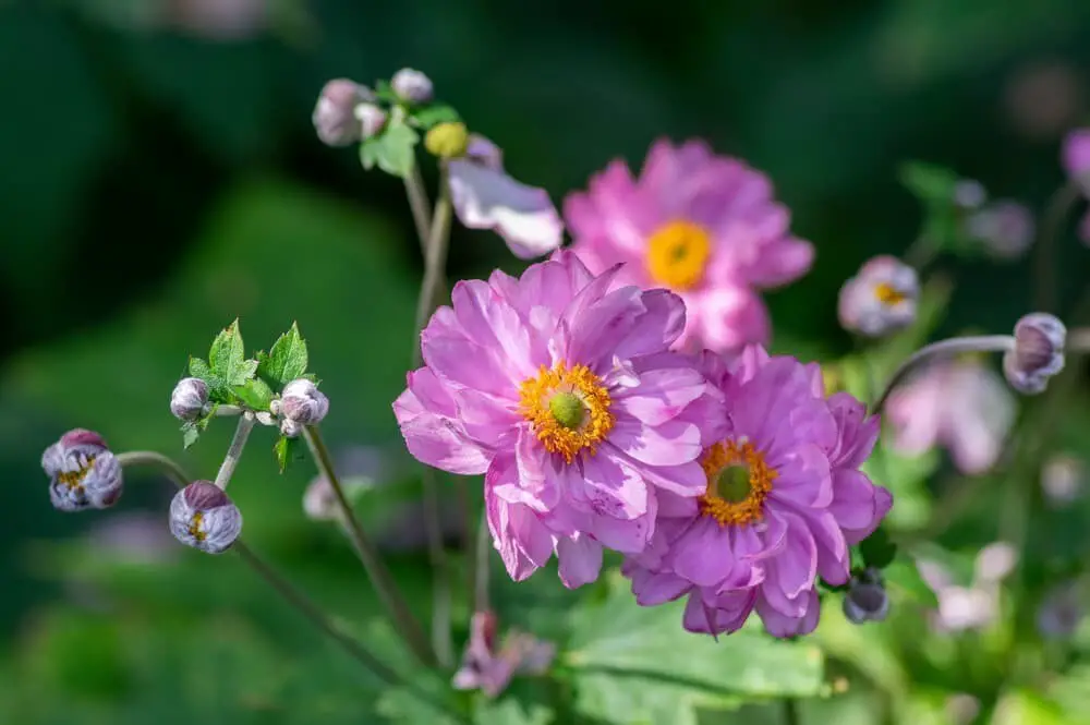 Double anemone