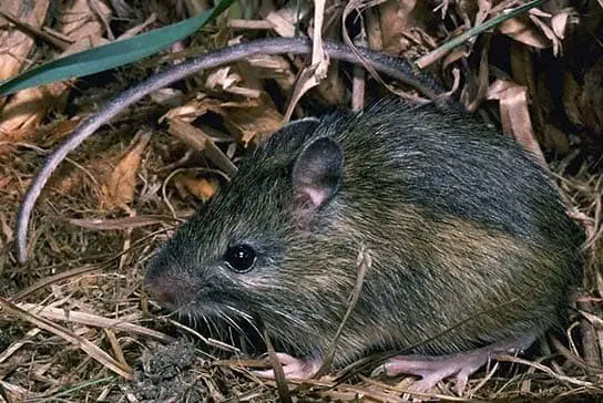 Zapodinae (jumping mice)