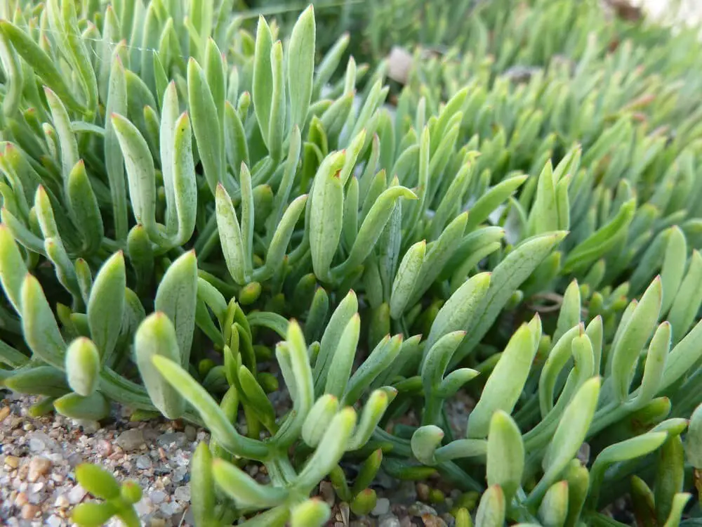 Crassula Ovata Hobbit (Hobbit Jade)