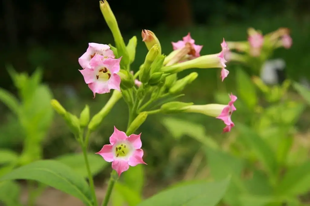 Flowering tobacco