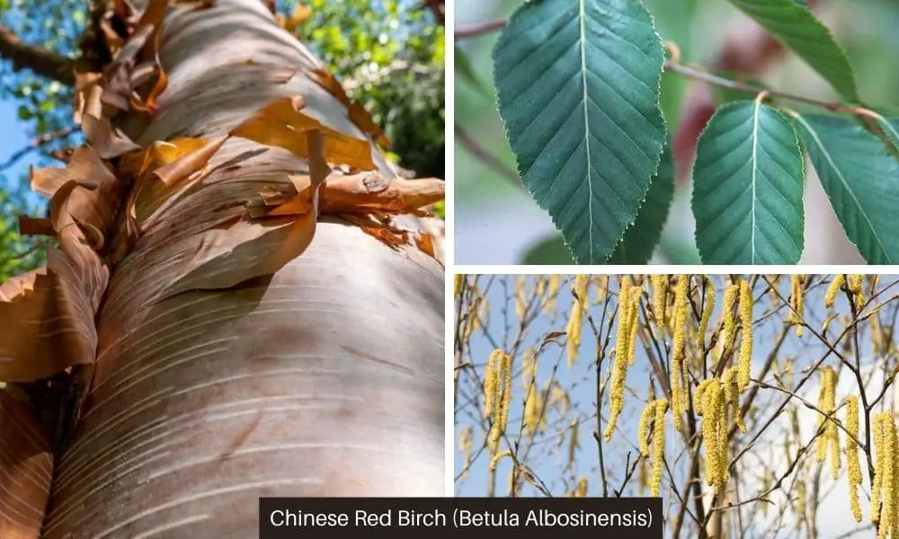 Chinese Red Birch (Betula Albosinensis)