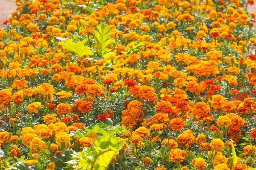 Calendula ‘Orange King’ (Calendula officinalis ‘Orange King’).