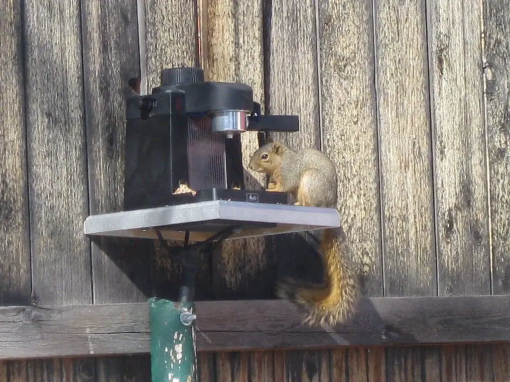 Old espresso squirrel feeder