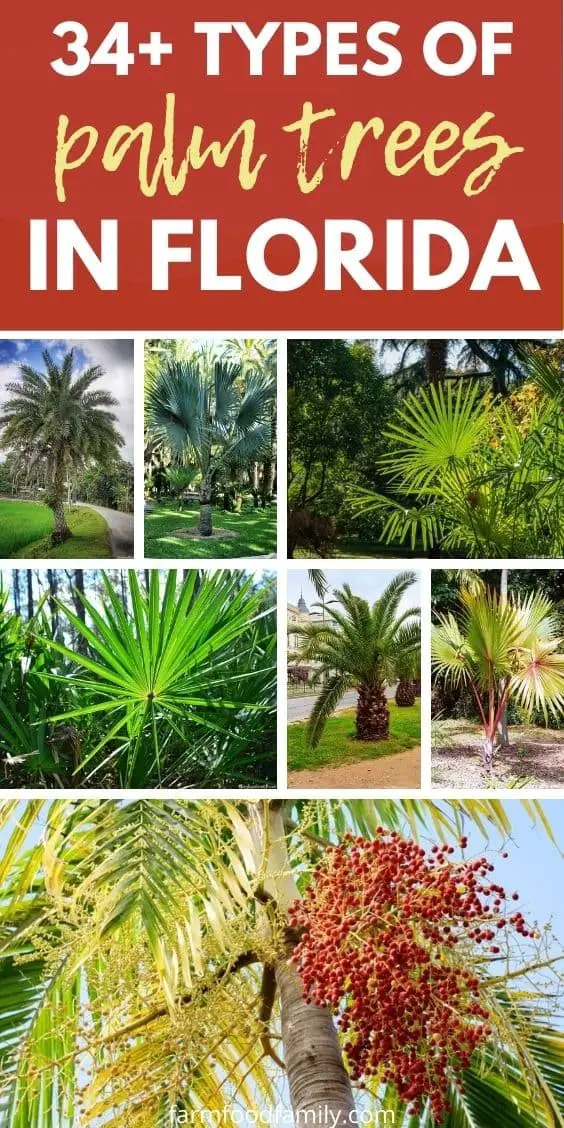 34+ Types Of Palm Trees In Florida