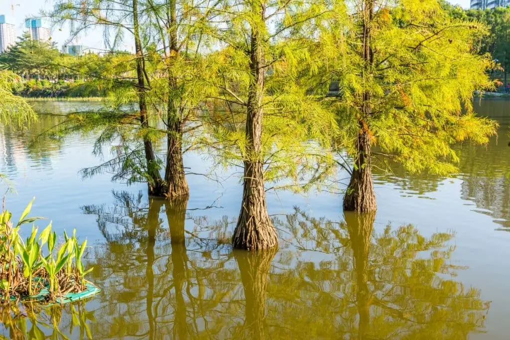 Pond cypress (Taxodium ascendens)