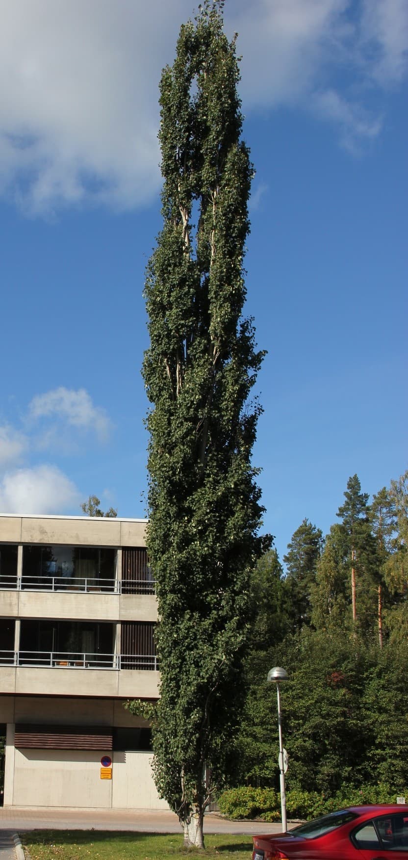 Swedish Aspen (Populus tremula ‘Erecta’).