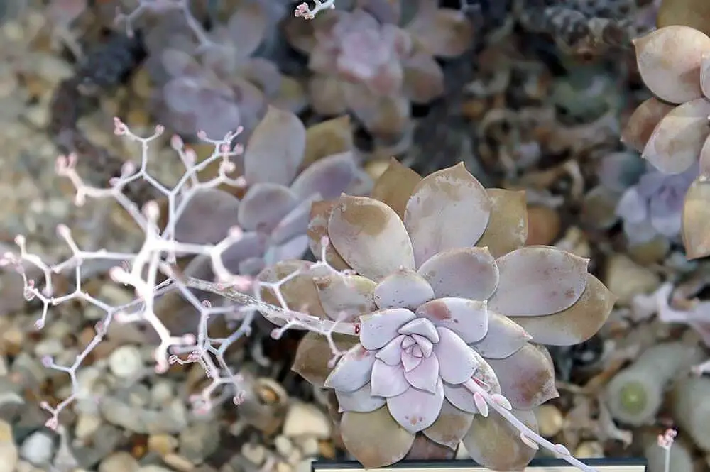 Graptopetalum ‘Superbum’