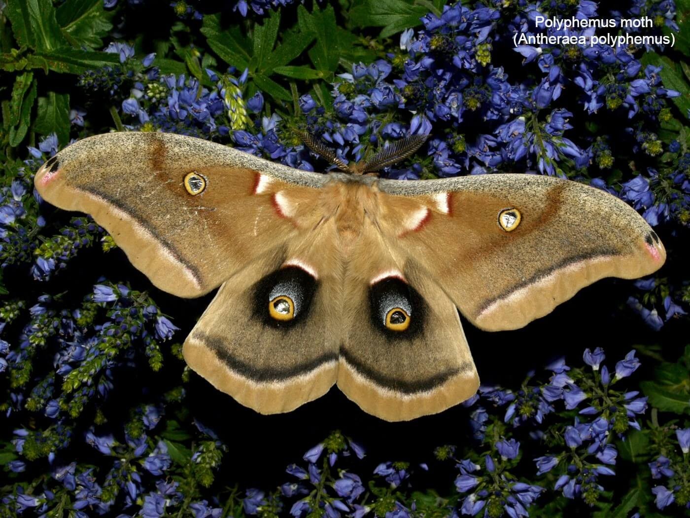 Polyphemus moth (Antheraea polyphemus)