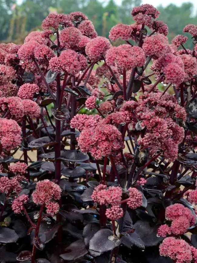 ‘Night Embers’ Sedum.