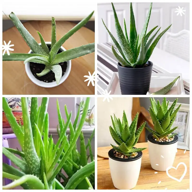 Aloe Vera Plants