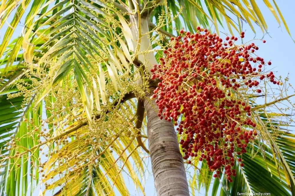 Christmas Palm (Adonidia merrillii)