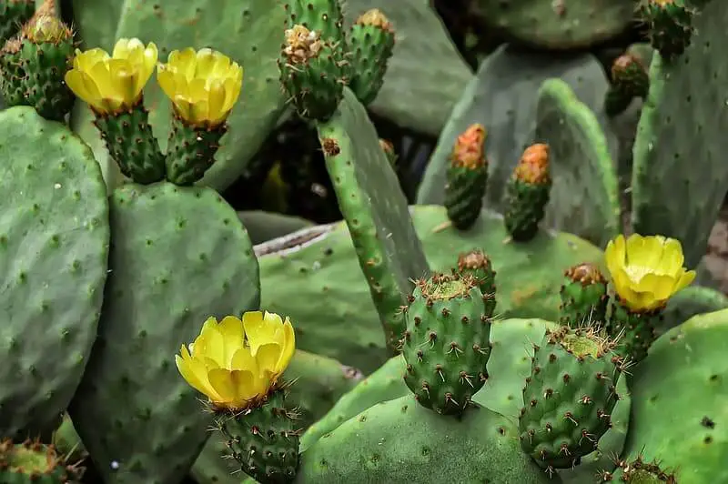 Prickly Pear Cactus (Opuntia)